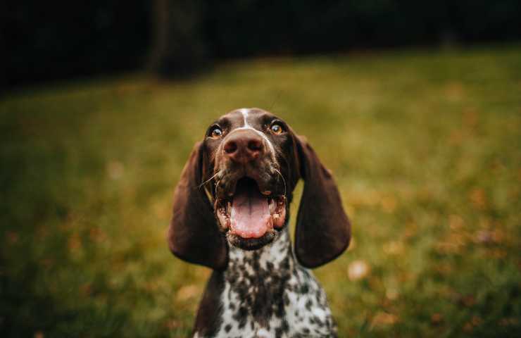 Cane con la bocca aperta 