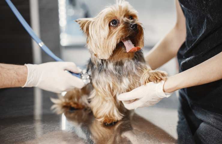 Cane dal veterinario