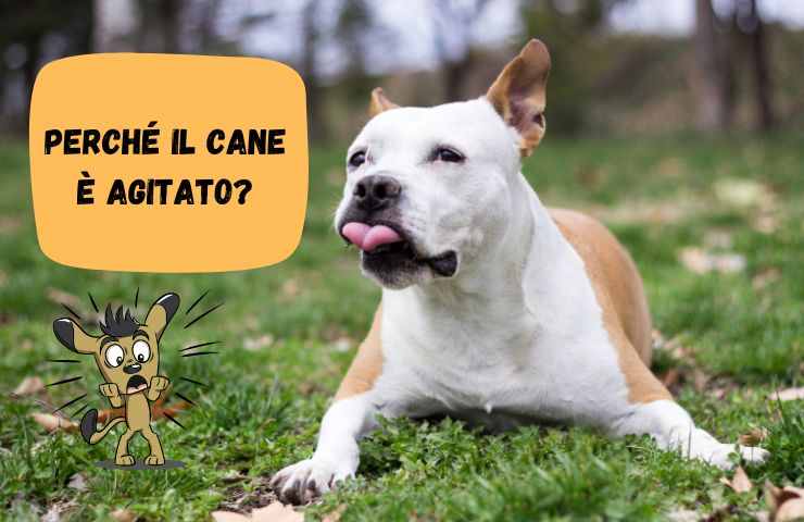 Cane è agitato