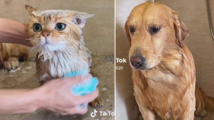 cane gatto bagno insieme