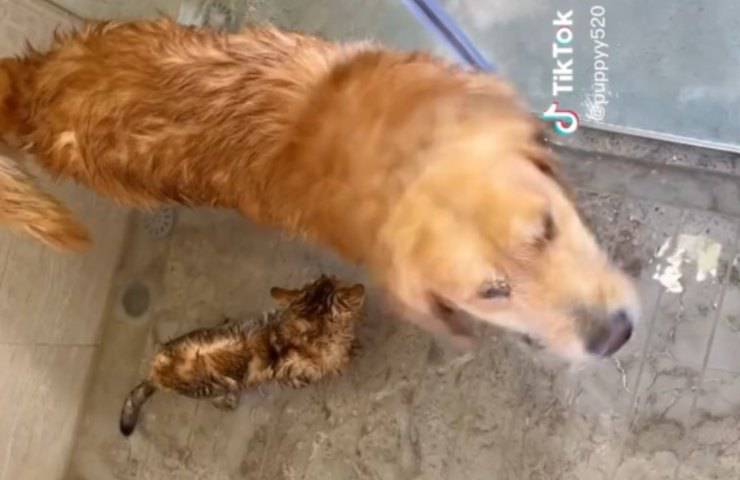 cane e gatto fanno bagno insieme