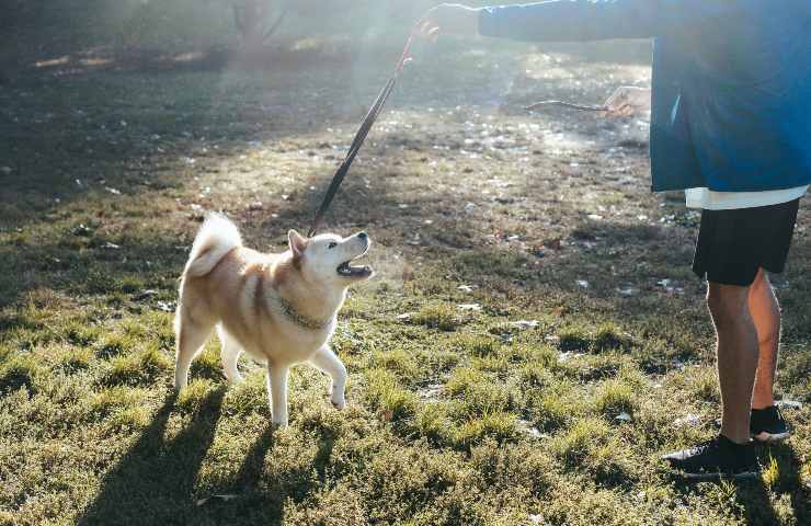 Cane gioca