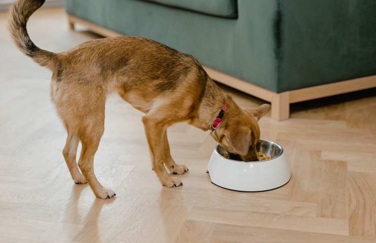 Cane mangia