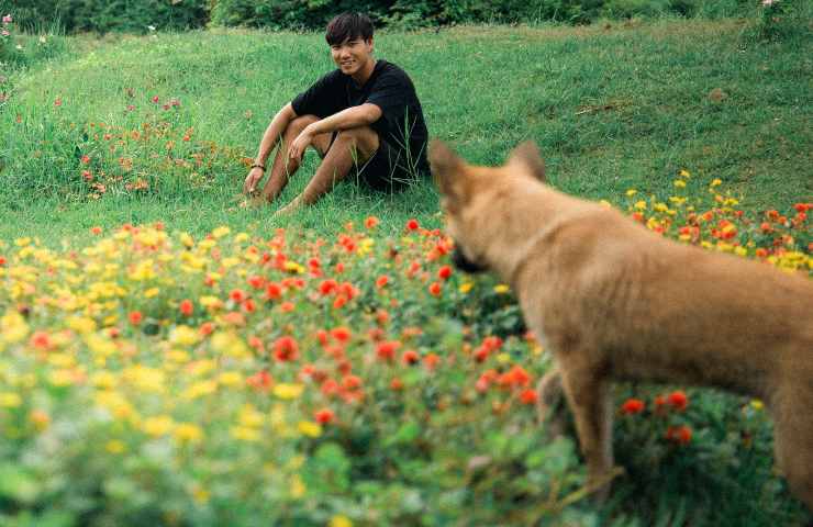 Cane nel prato