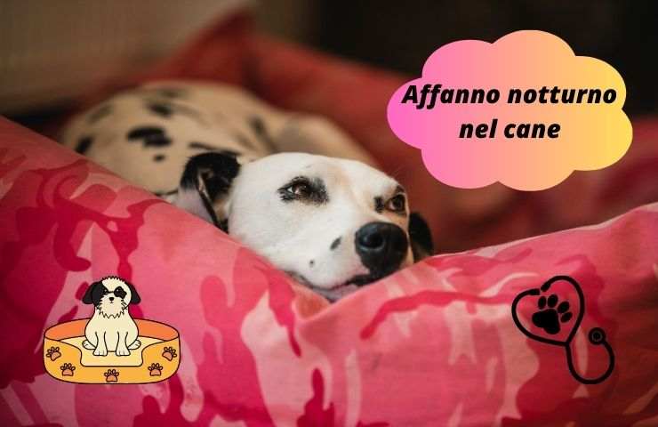 Cane nella cuccia