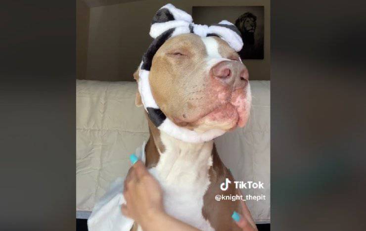 cane trattato da re
