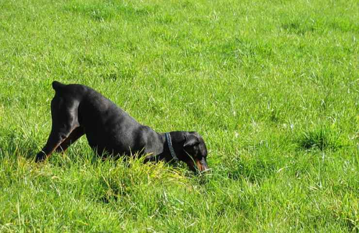 Cane scava