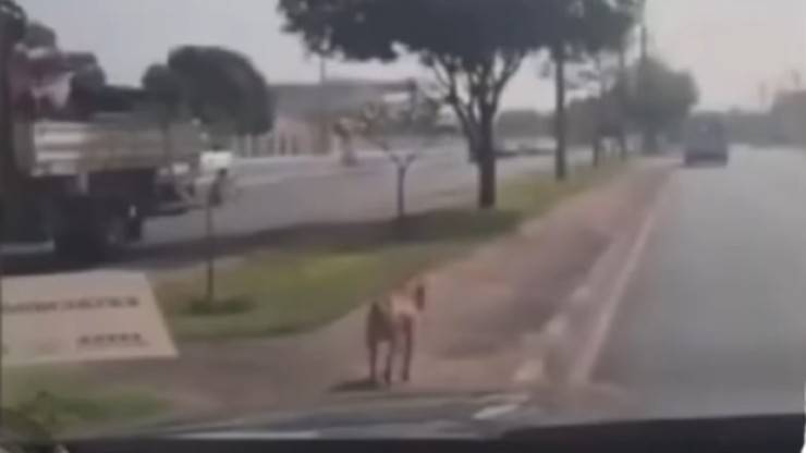 Cane segue ambulanza
