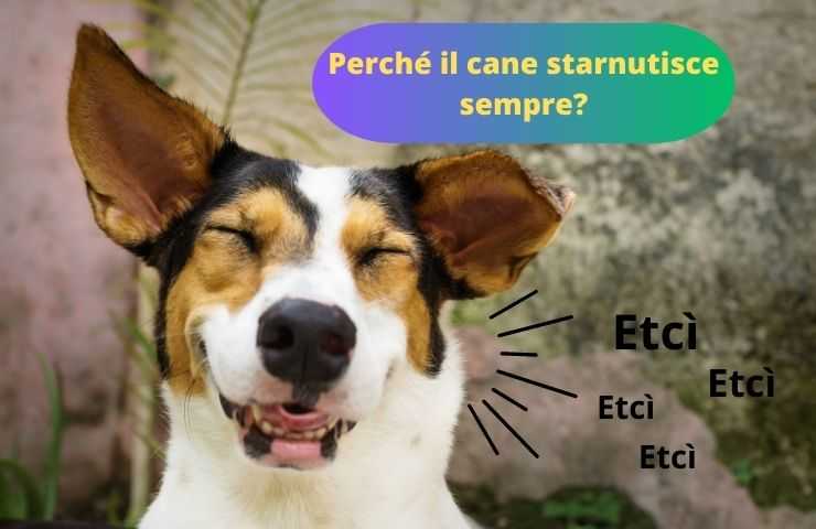 Cane starnutisce