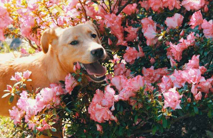 Cane tra le piante