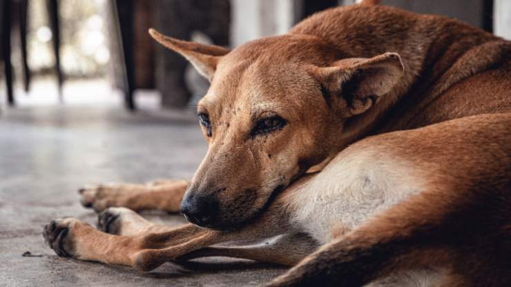 cane triste