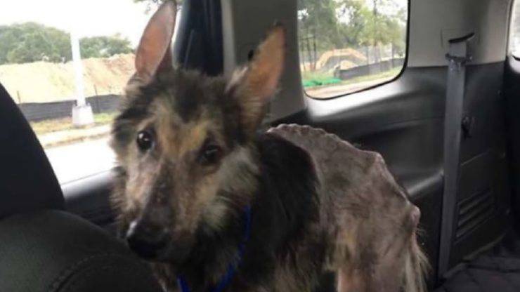Cane trovato in una rete 