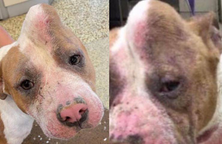 Strawberry pitbull cerca adozione