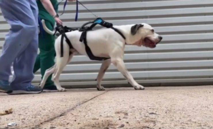 cane ricomincia a camminare