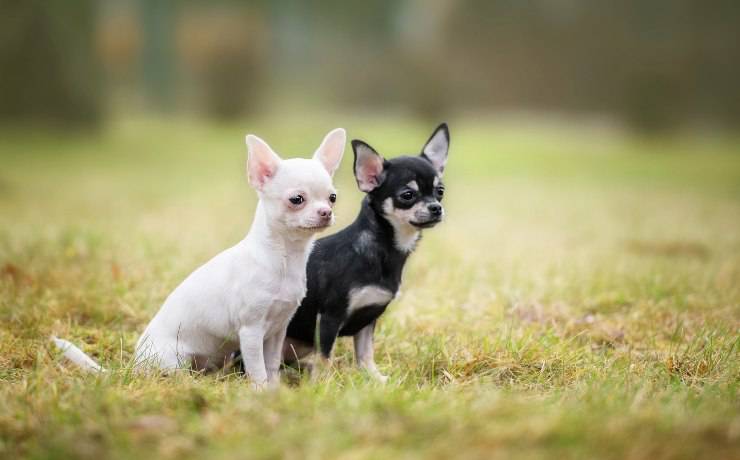 chihuahua