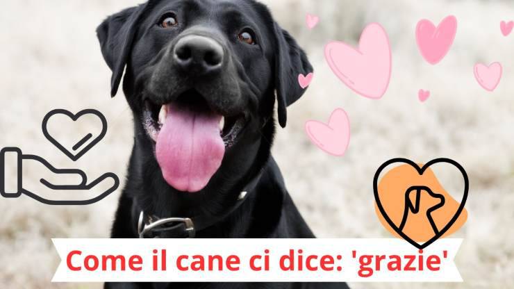 Cane felice e grato