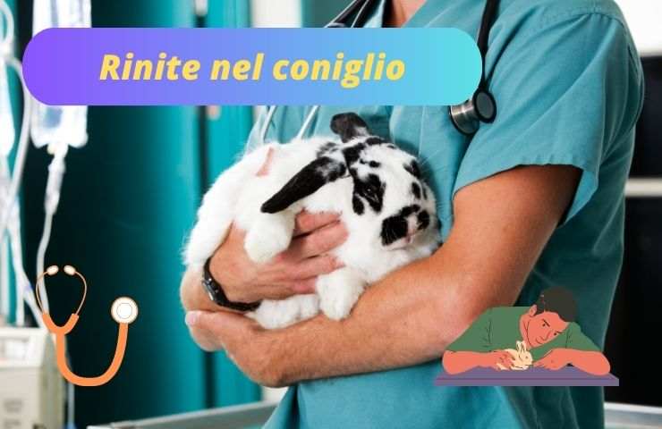 Coniglio dal veterinario