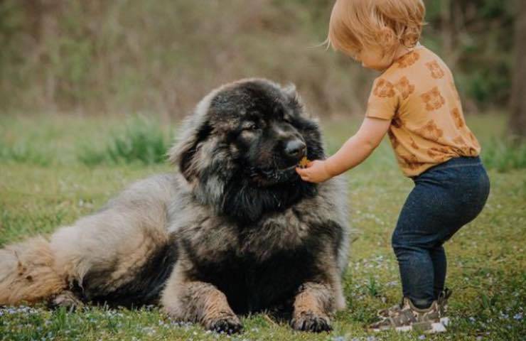piccola coccole cucciolo fido