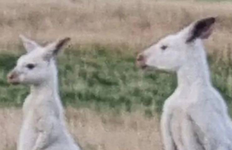 canguri immortalati riserva naturale 