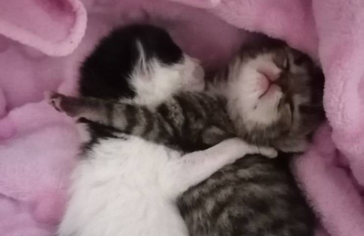 gatti appena nati abbracciati