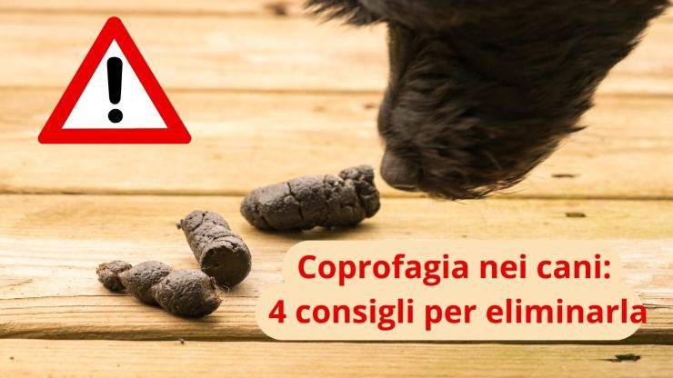 Cane annusa le feci