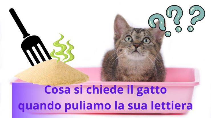 Pulizia della lettiera del gatto