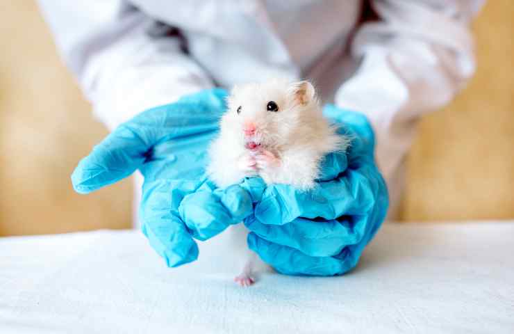 Criceto dal veterinario