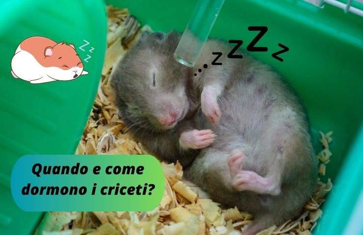 Criceto dorme 