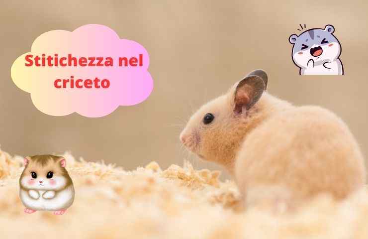 Stipsi nel criceto