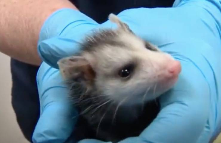 opossum centro riabilitazione california 