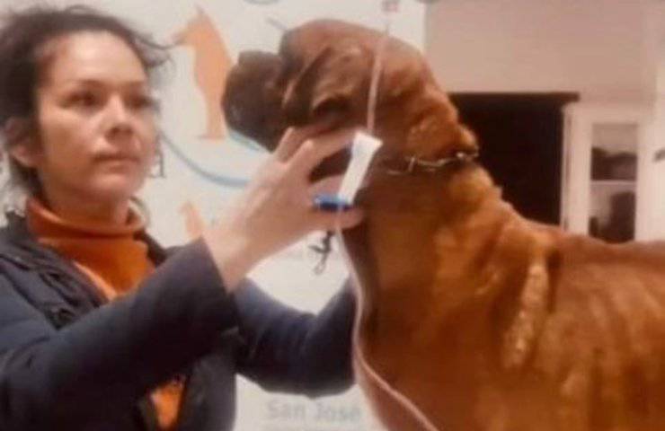 cane in tribunale