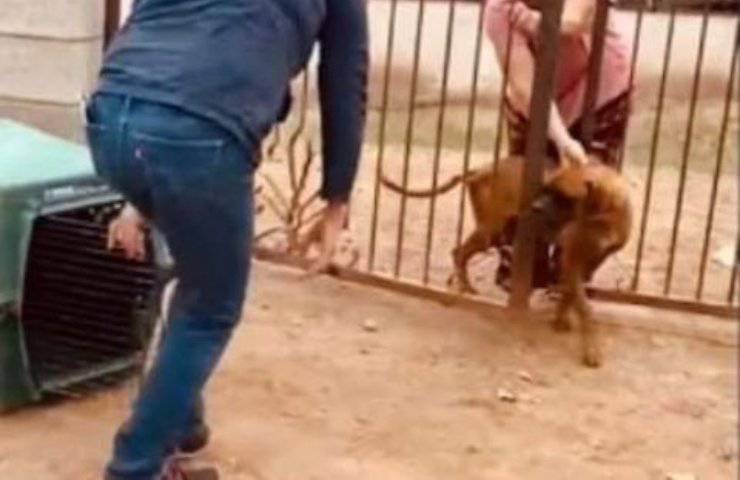 cane al processo messico