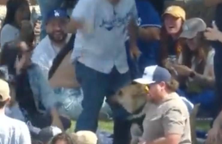 fido recupera pallina spalti