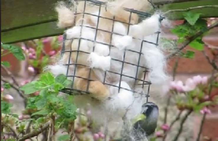 gatto aiuta a mantenere al caldo gli uccellini