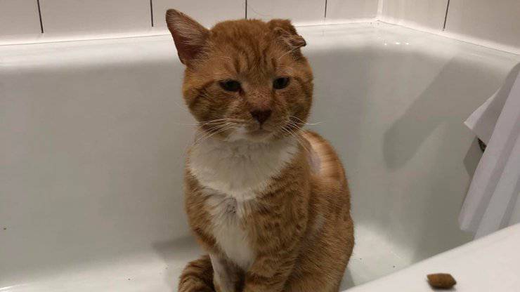 gatto trasformazione