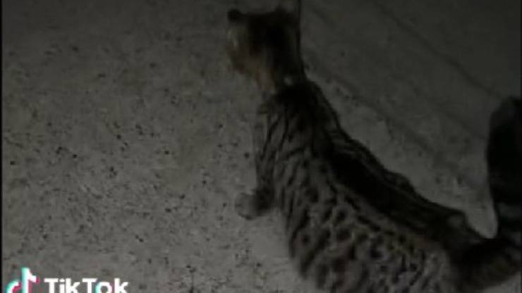 gatta incinta salvata da strada