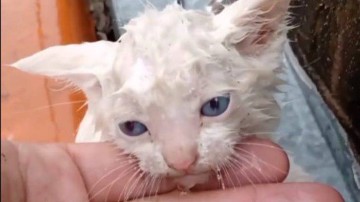 Gattino trovato sotto pioggia