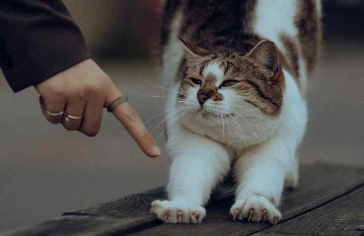 Gatto