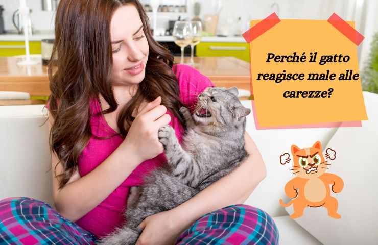 Gatto aggressivo