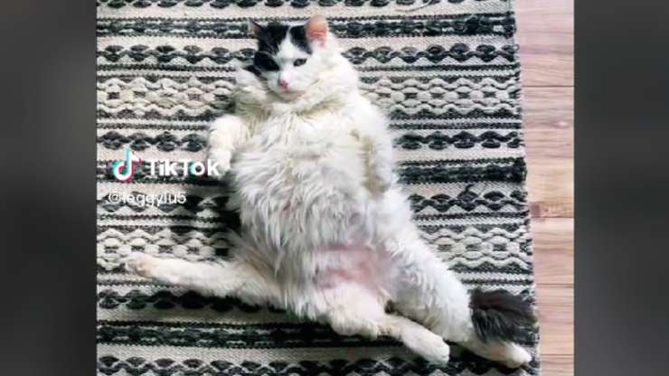gatto con cinque zampe