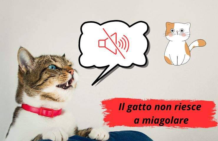 Gatto con la bocca aperta