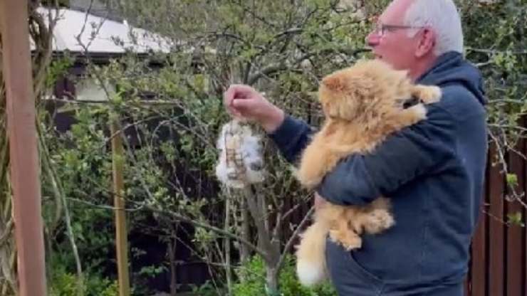gatto dona pelo per uccelli