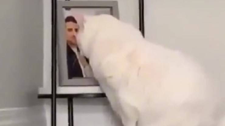 gatto si commuove davanti foto