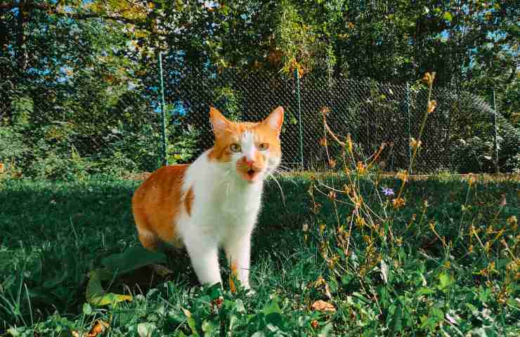 Gatto in cerca di insetti