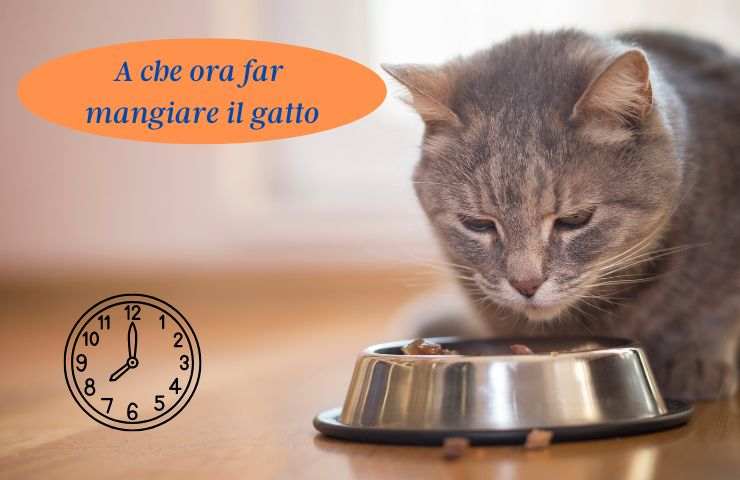 Gatto mangia