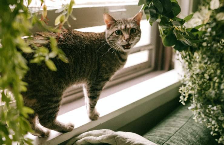 Gatto miagola