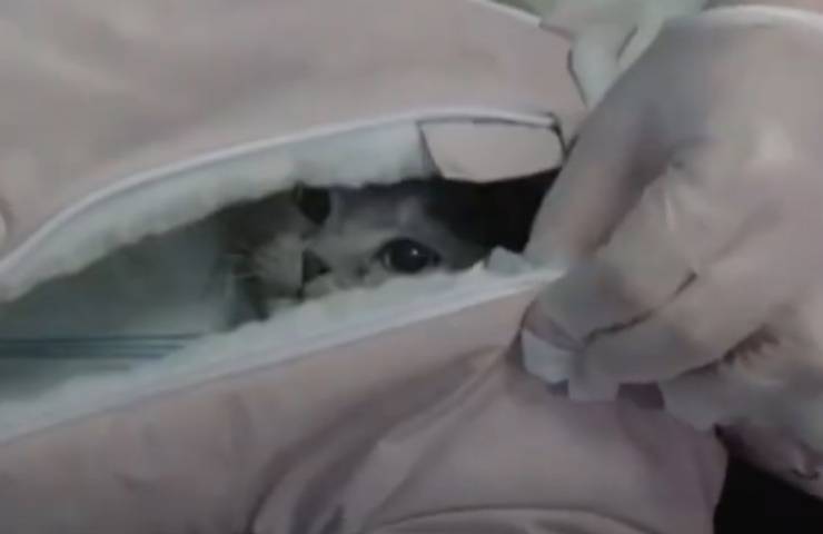 gatto travestito stupefacenti neve 