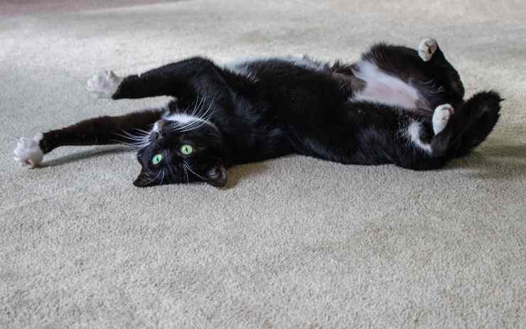 Gatto rotola