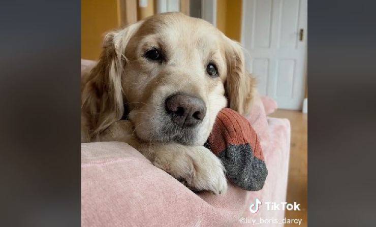 cane incontra mucche video