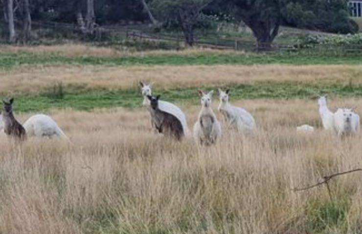 meravigliose creature origini australiane 